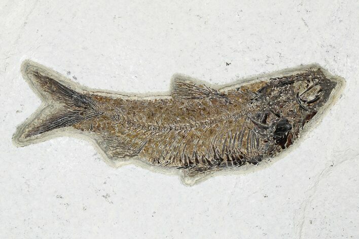 Fossil Fish (Knightia) - Green River Formation #179237